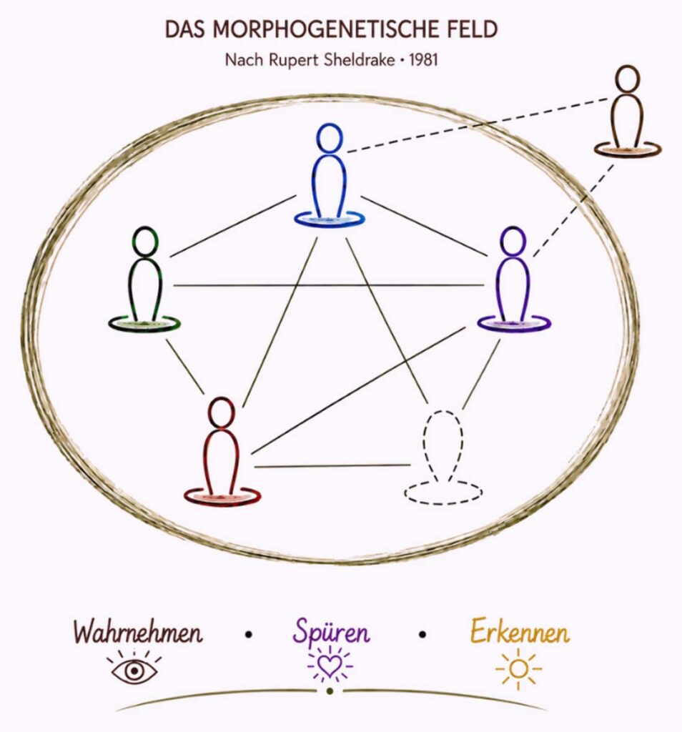 Grafik „Das morphogenetische Feld nach Rupert Sheldrake, 1981“: fünf Figuren in einem Kreis, durch Linien miteinander verbunden, dazu eine Figur ausserhalb. Darunter die Worte Wahrnehmen, Spüren, Erkennen.